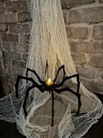 Webs & Bones