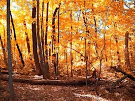 Forest Bathing at Penn Forest Natural Burial Park