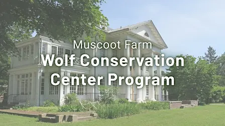 Wolf Conservation Center Program