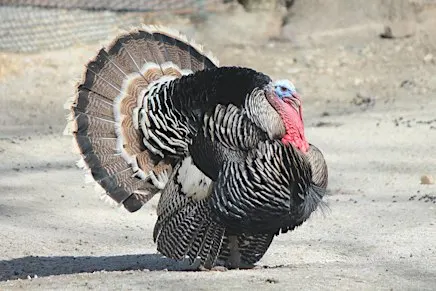Turkey Day!