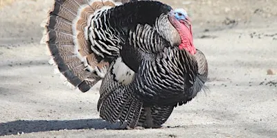 Turkey Day!