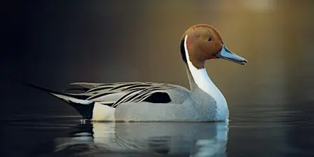Waterfowl Exploration