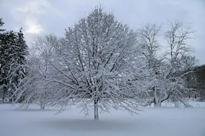 Wildlife Overwintering Strategies