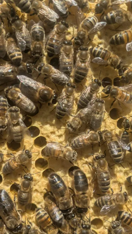 Wiltshire Bee & Honey Day 2026