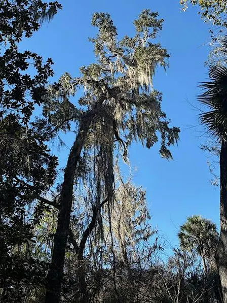 Celebration of De Leon Springs State Park- Volusia County, FL