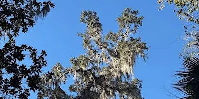 Celebration of De Leon Springs State Park- Volusia County, FL