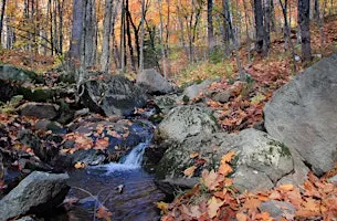 Celebration of Magney-Snively Natural Area- St. Louis County, MN