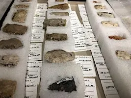 Burpee Clubs: Archaeology Club