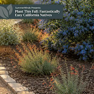 Plant This Fall: Fantastically Easy California Natives - Cupertino