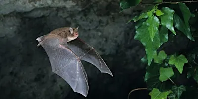 Bat Walk at Ligoniel Dams