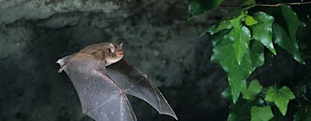 Bat Walk at Ligoniel Dams