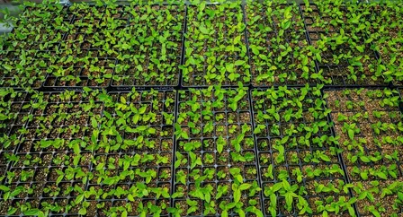 Evening Volunteering Session – Afterhours Green Guardians