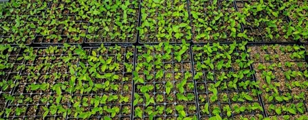 Evening Volunteering Session – Afterhours Green Guardians