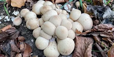 Let's learn about fungi: walk and talk (Rusthall Common)