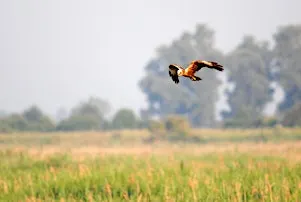 Ramble to the roost (29 November)