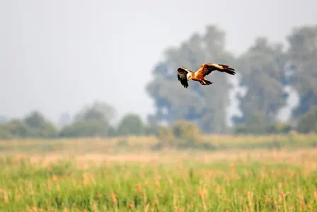 Ramble to the roost (27 December)