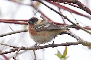 Songs of the Pine Savanna [a guided bird walk at Piney Grove Preserve]
