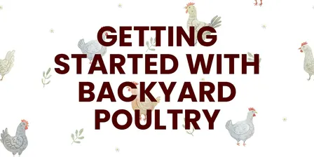 Getting Started with Backyard Poultry