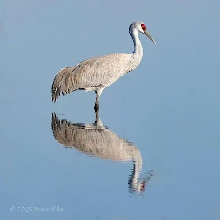 Celebrate World Migratory Bird Day on a Guided Sandhill Crane Guided Tour
