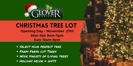 Christmas Tree Lot