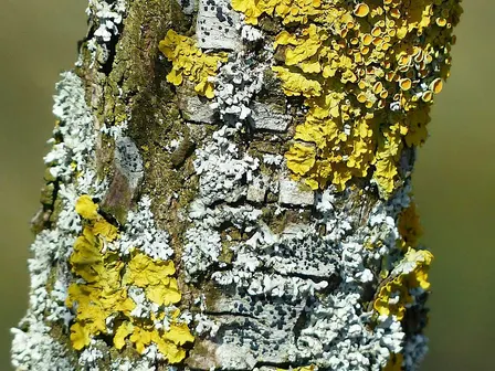 Lichens and Mosses