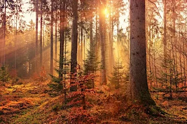 Autumn Sanctuary: Nature Wellbeing Retreat