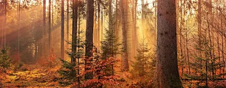 Autumn Sanctuary: Nature Wellbeing Retreat