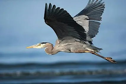 Amateur Bird watching walk