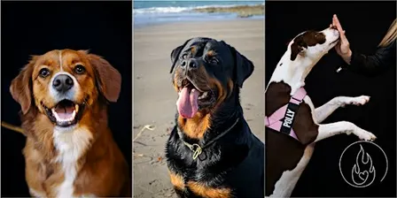 Puppy Pawtraits