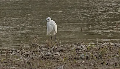 Birdwatching Walk around Wilstone Reservoir