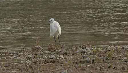 Birdwatching Walk around Wilstone Reservoir