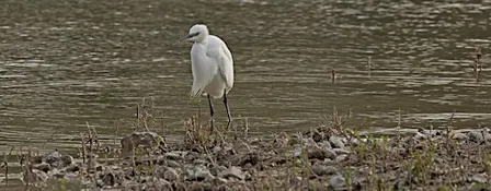 Birdwatching Walk around Wilstone Reservoir