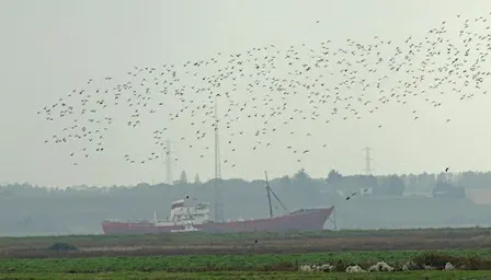 Waders and waterfowl at Tollesbury Wick Nature Reserve (EWT)