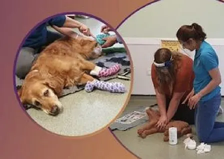 Dog First Aid Course