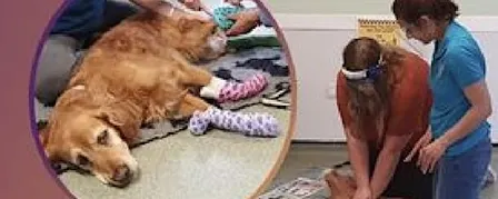 Dog First Aid Course