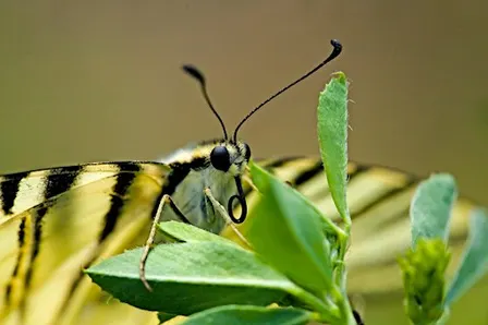 Ieri, oggi, domani. Sei parchi per la biodiversità