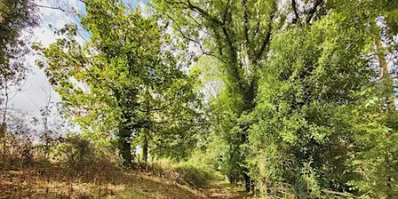 Guided Walk: Wessington Wood & Pasture & Pear Tree Walk