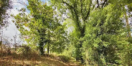 Guided Walk: Wessington Wood & Pasture and Pear Tree Walk