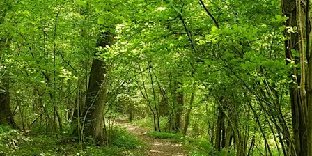 Guided Walk: Lea & Pagets Wood and Church Wood