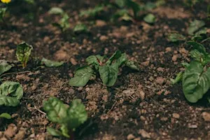 The Joy of Growing: Building resilience into our growing spaces