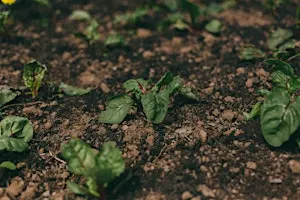 The Joy of Growing: Building resilience into our growing spaces