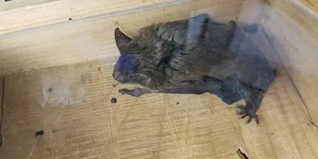 Going Batty - Special Creature Feature