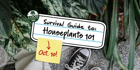 Houseplant 101 with Lukas Nursery