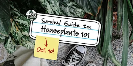 Houseplant 101 with Lukas Nursery