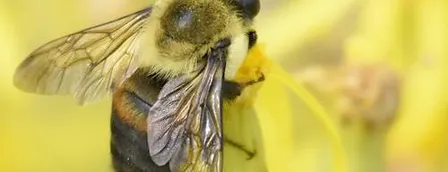 Greenway Wild Walks: Insect Orchestra