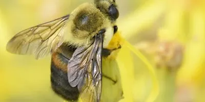 Greenway Wild Walks: Insect Orchestra
