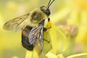 Greenway Wild Walks: Insect Orchestra