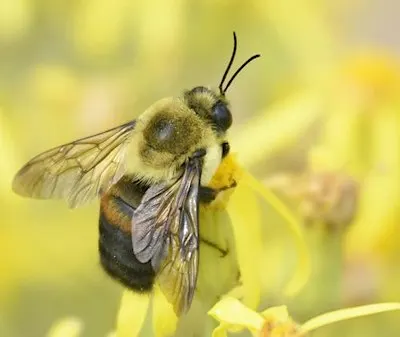 Greenway Wild Walks: Insect Orchestra