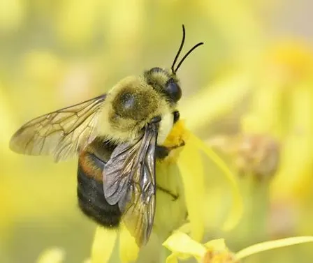 Greenway Wild Walks: Insect Orchestra