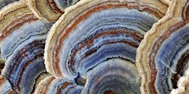 Greenway Wild Walks: Fungus Among Us
